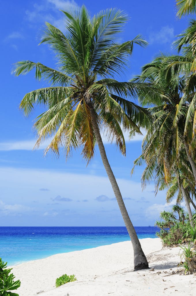 Coconut Tree Near Body of Water Under Blue Sky